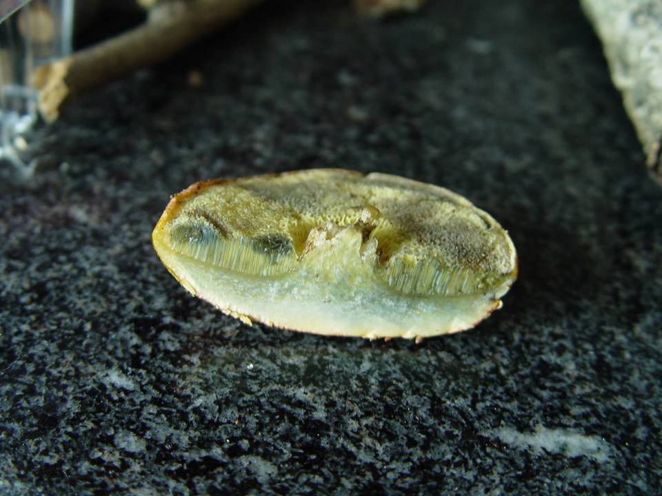 Xerocomus persicolor image