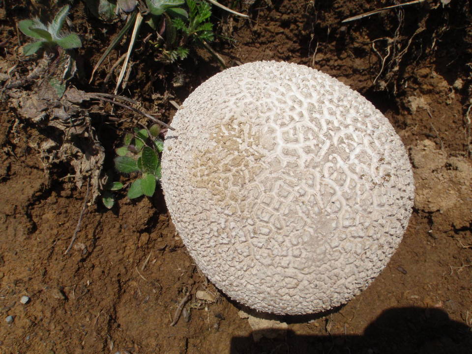 Handkea utriformis var. utriformis image