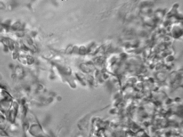 Campanella vinosolivida image