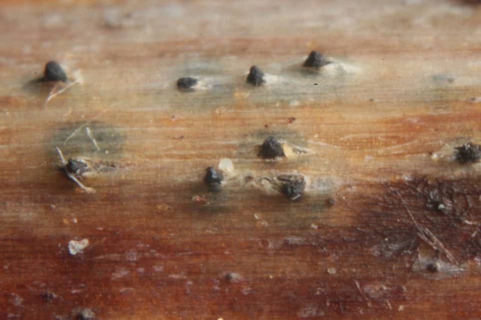 Sydowiella fenestrans image