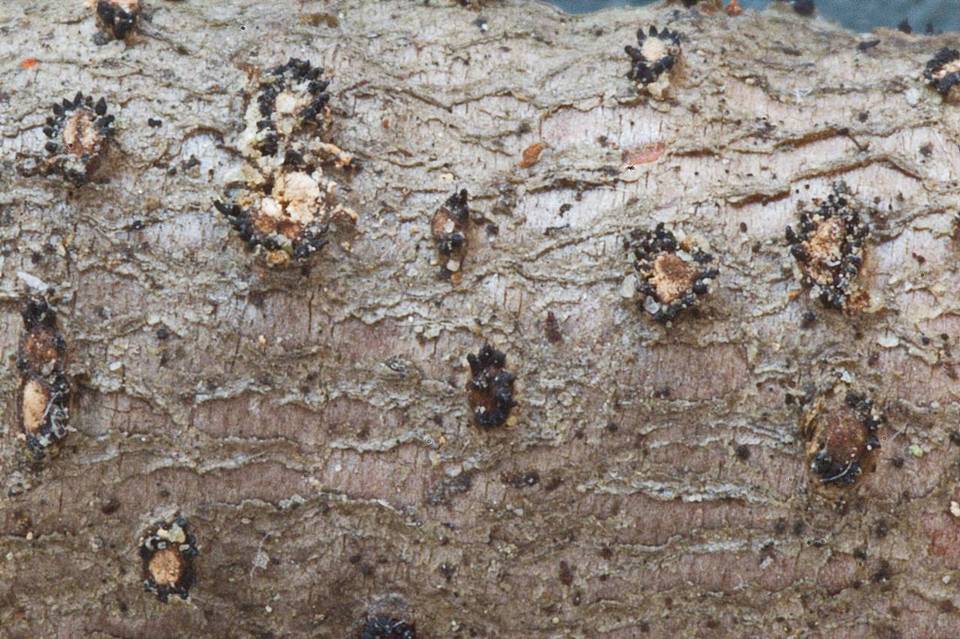 Melanconis flavovirens image
