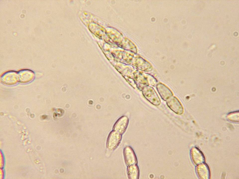 Melanconis flavovirens image