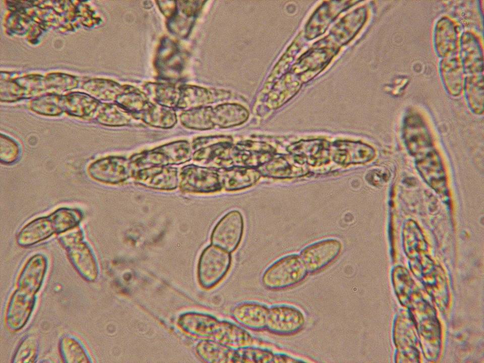 Melanconis flavovirens image