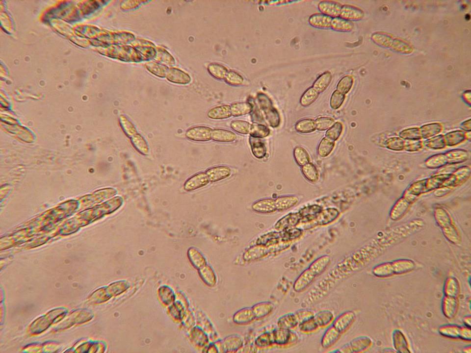 Melanconis flavovirens image