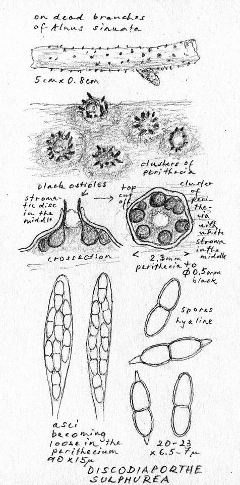Melanconis flavovirens image