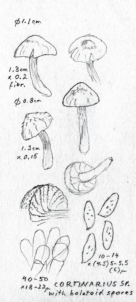 Cortinarius heterosporus image