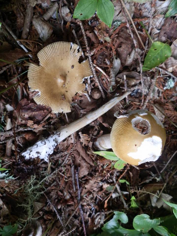 Amanita sect. Vaginatae image