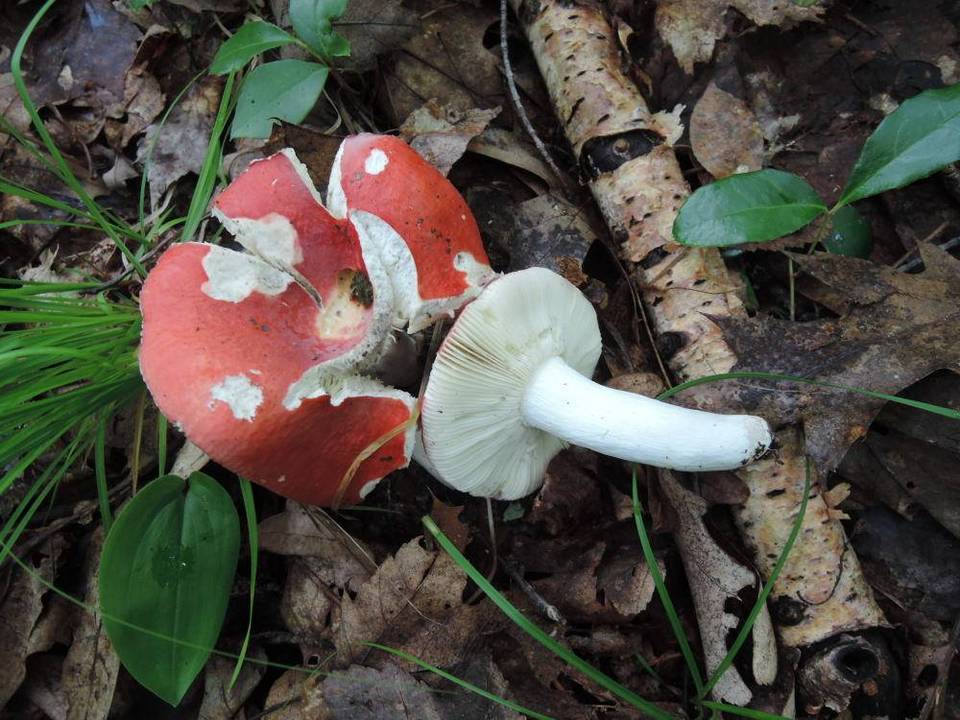 Russula rubescens image