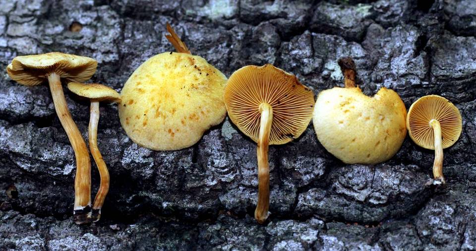 Gymnopilus praelaeticolor image