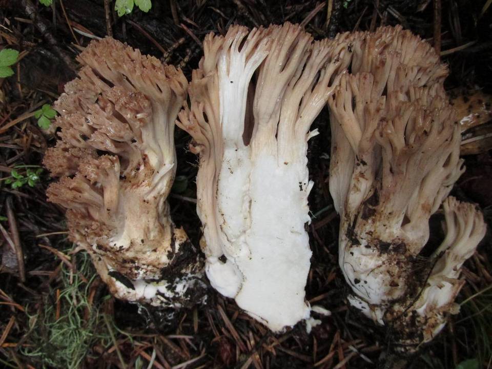 Ramaria rubiginosa image