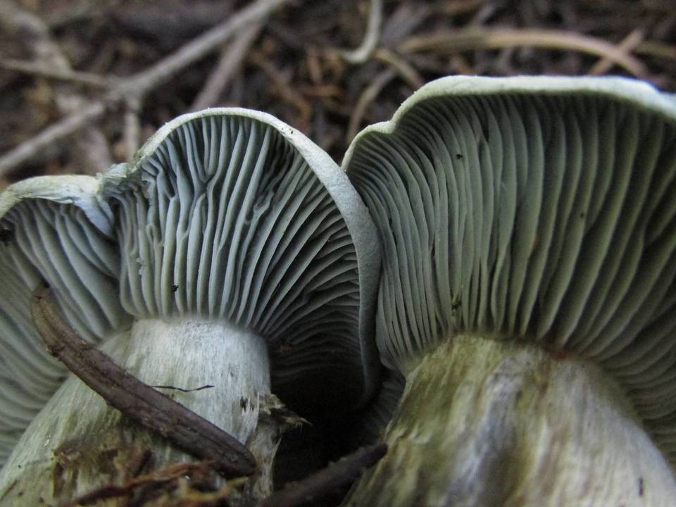 Hygrophorus caeruleus image