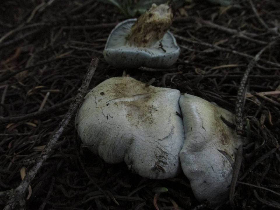 Hygrophorus caeruleus image