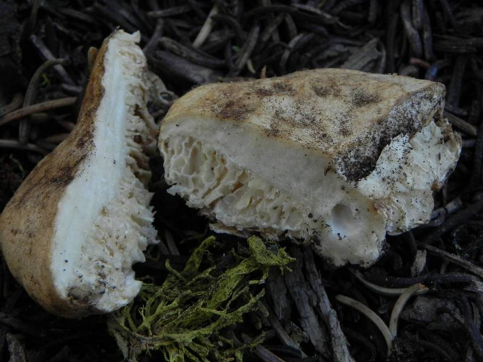 Gastrolactarius crassus image