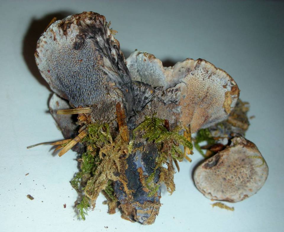 Hydnellum cyanopodium image