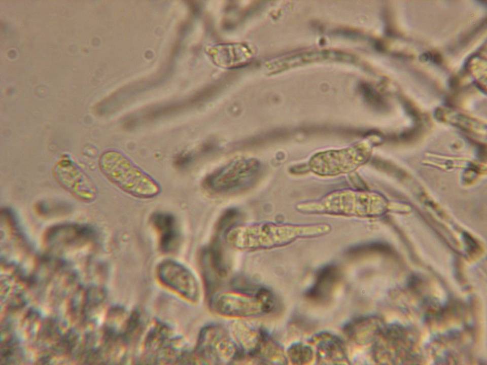 Dacrymyces minor image