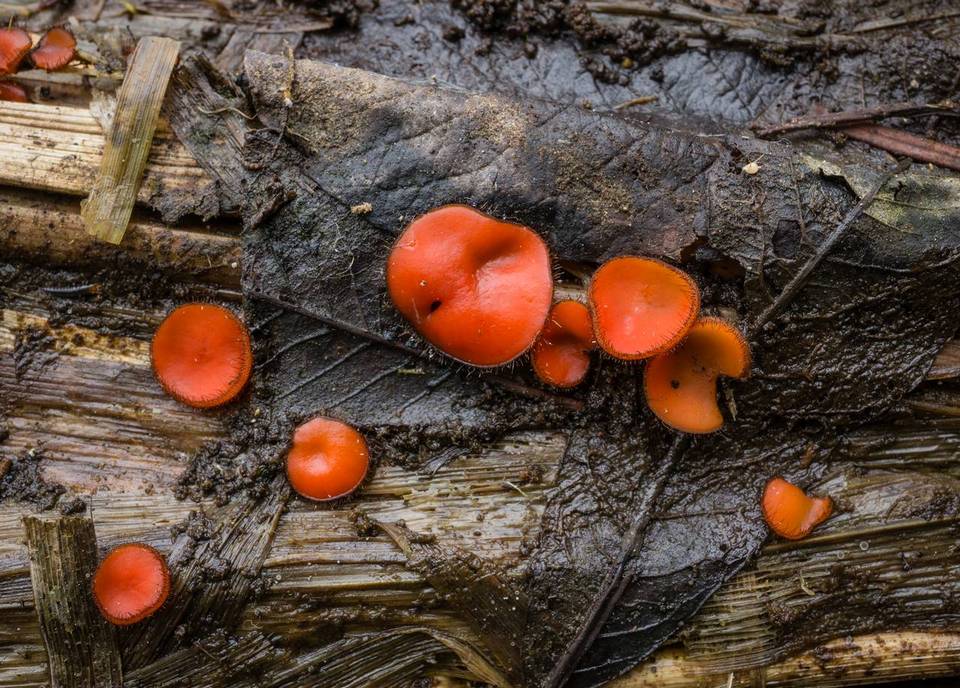 Scutellinia umbrorum image