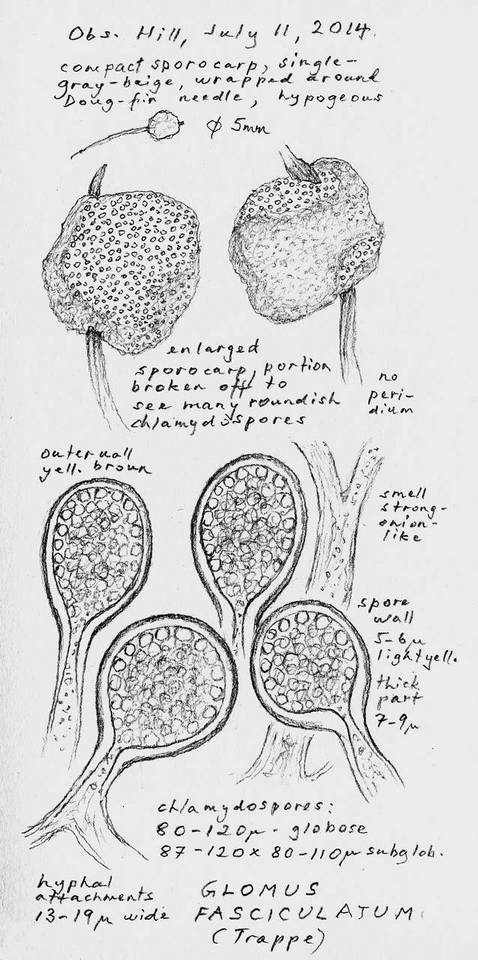 Rhizophagus fasciculatus image