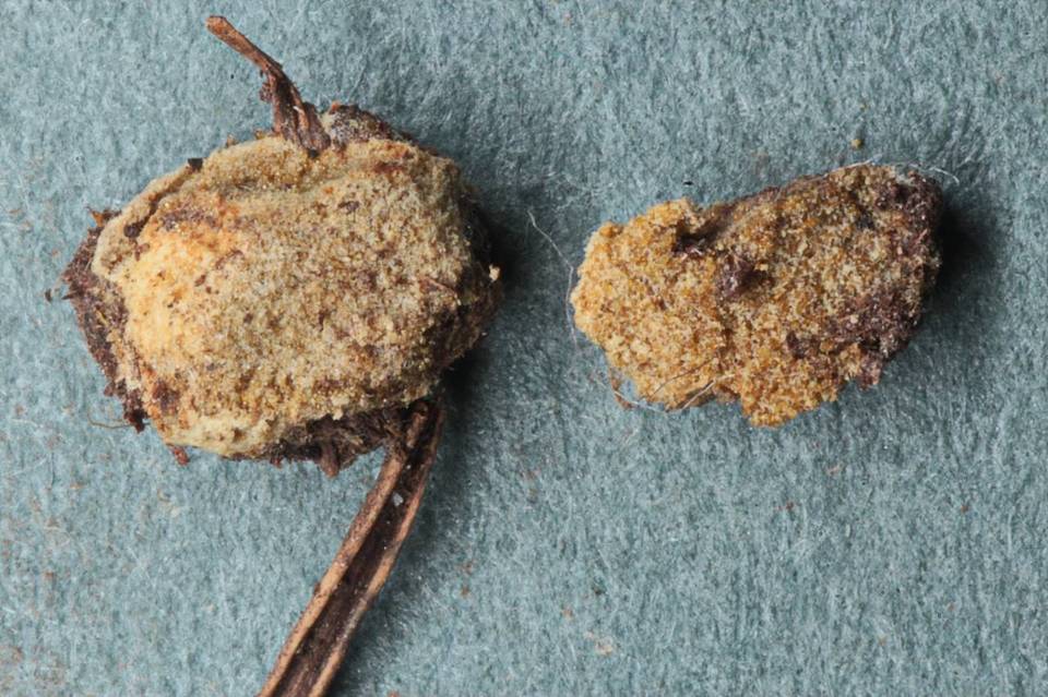 Rhizophagus fasciculatus image