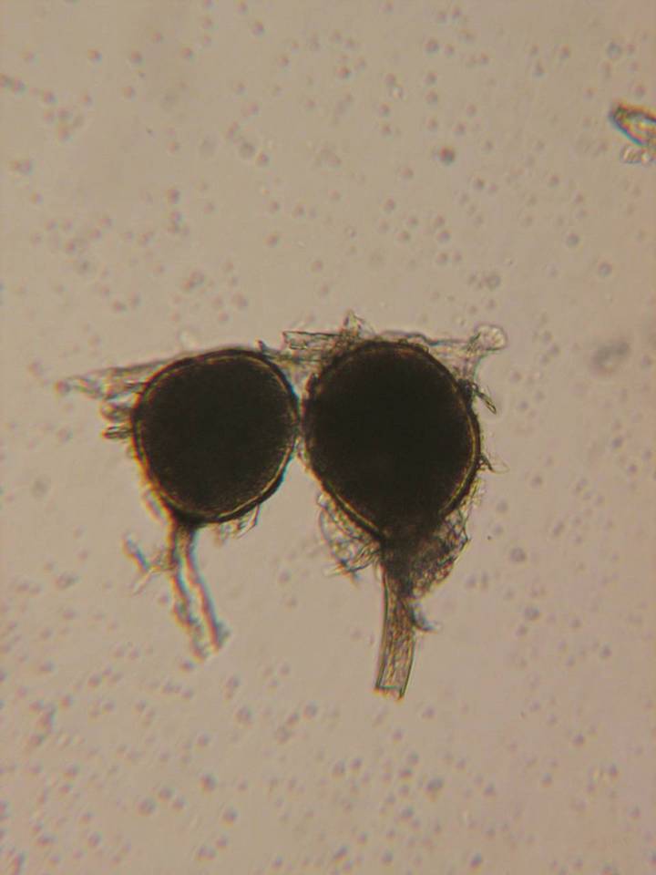 Rhizophagus fasciculatus image