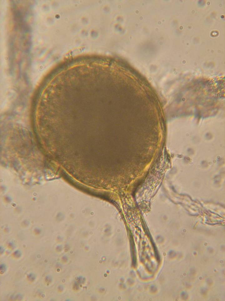 Rhizophagus fasciculatus image