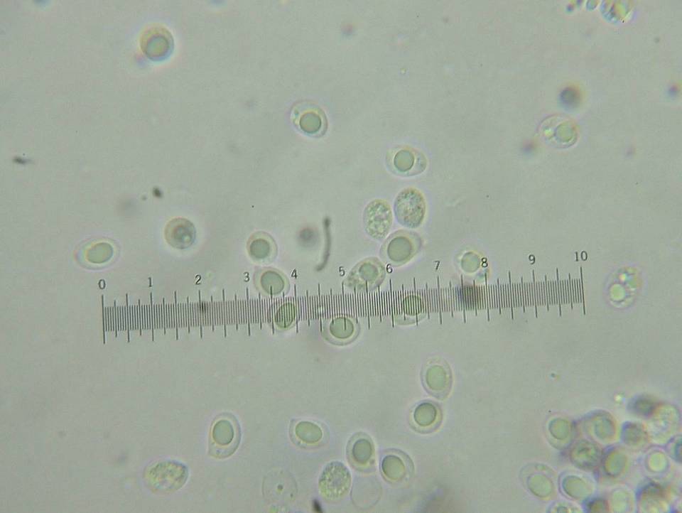 Megacollybia rodmani image