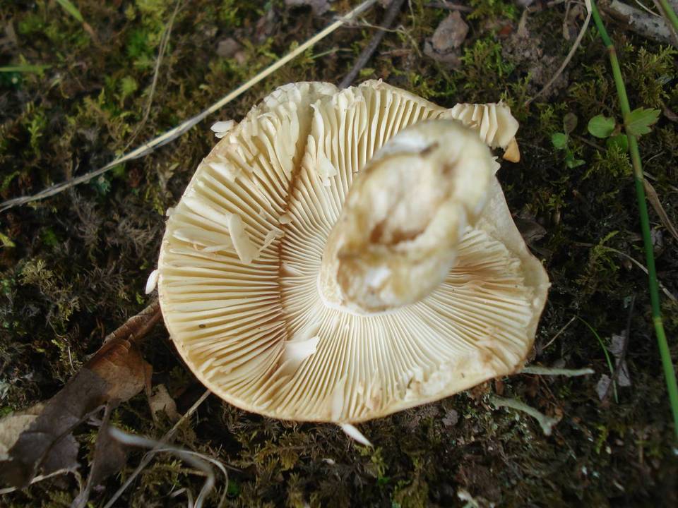 Russula xerampelina var. barlae image