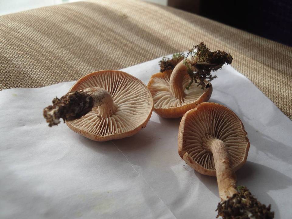 Neolentinus adhaerens image