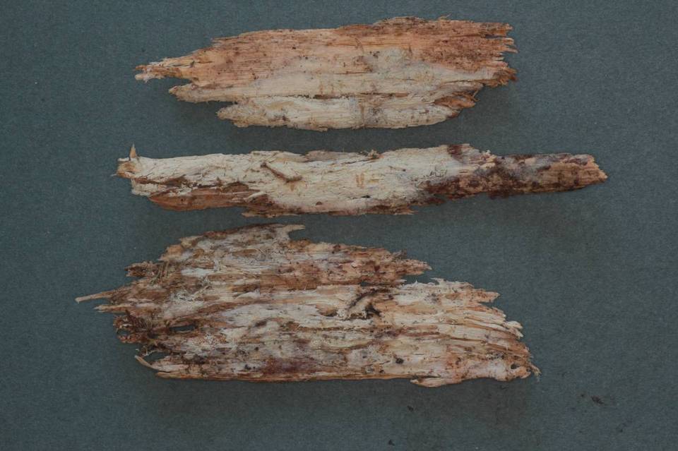 Cabalodontia cretacea image