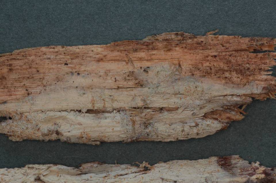 Cabalodontia cretacea image
