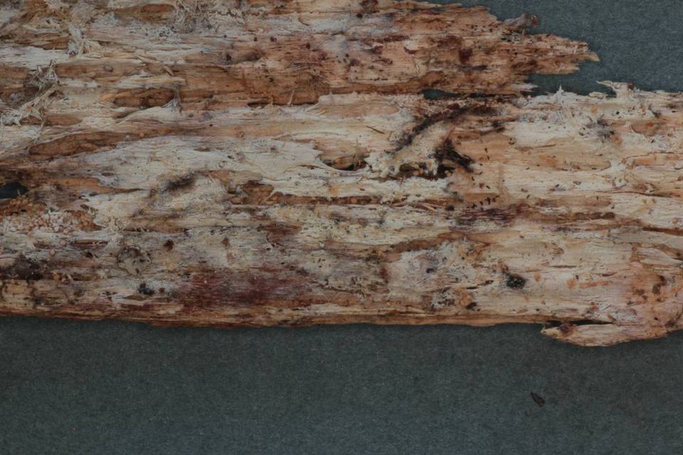 Cabalodontia cretacea image