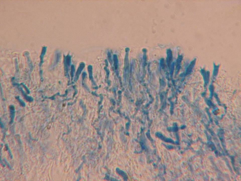 Cabalodontia cretacea image