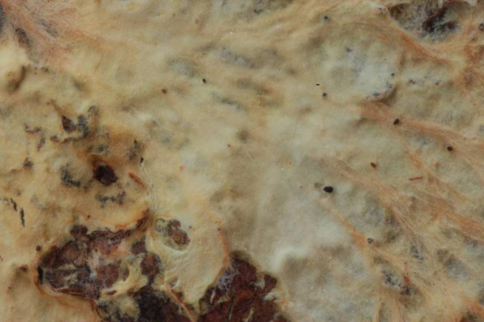Phanerochaete calotricha image
