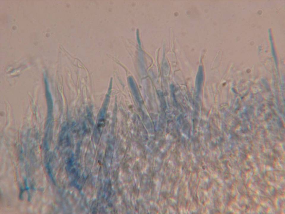 Phanerochaete calotricha image