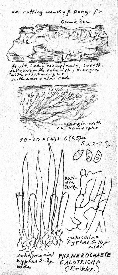 Phanerochaete calotricha image