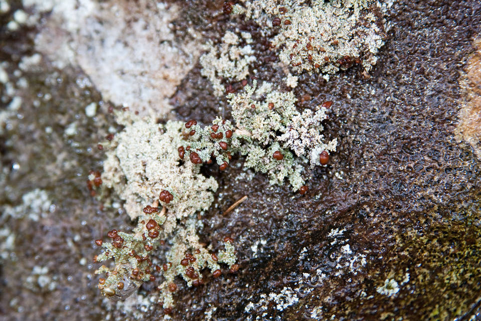 Stereocaulon dactylophyllum image