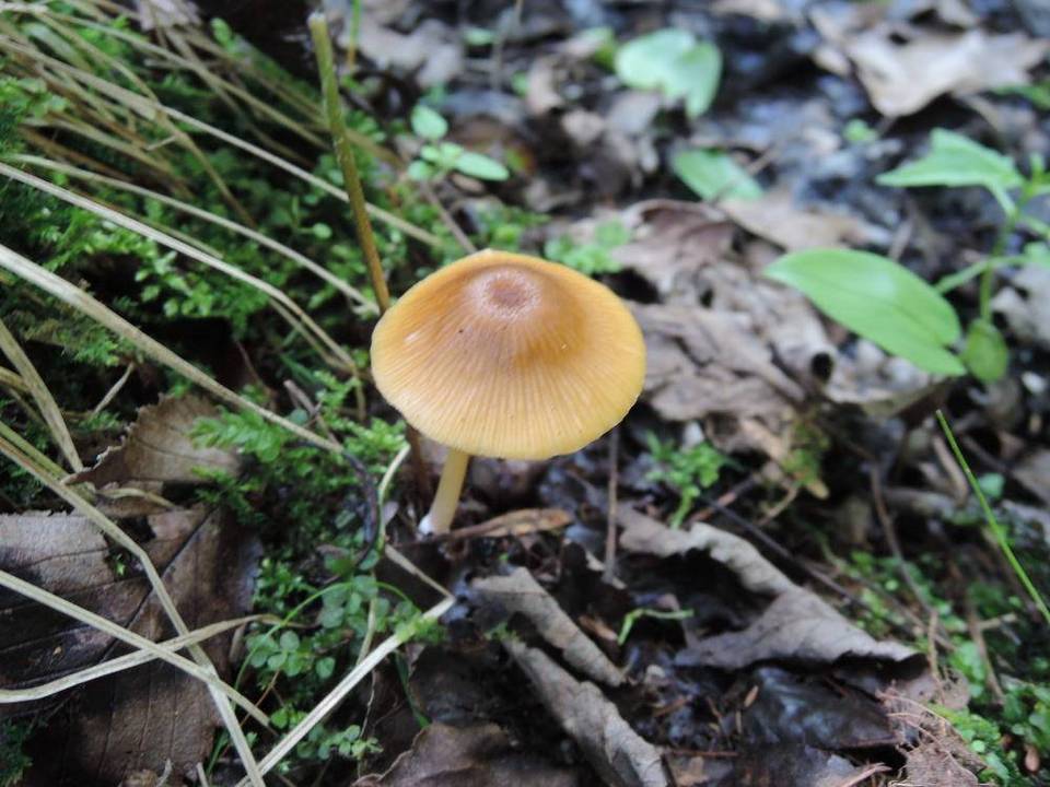 Entoloma strictipes image