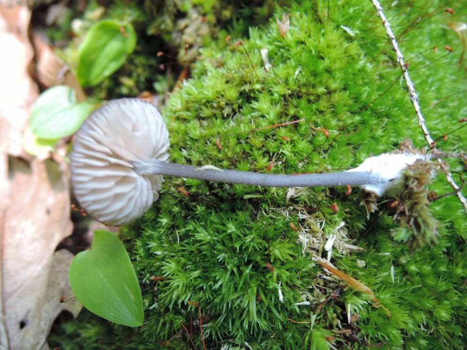 Entoloma querquedula image