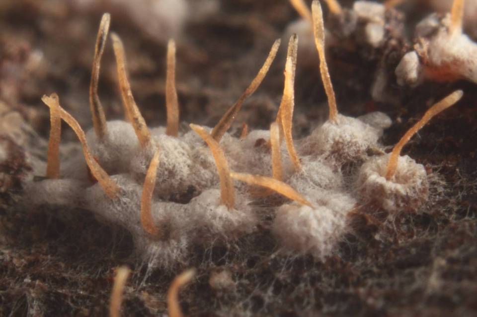 Arxiomyces vitis image