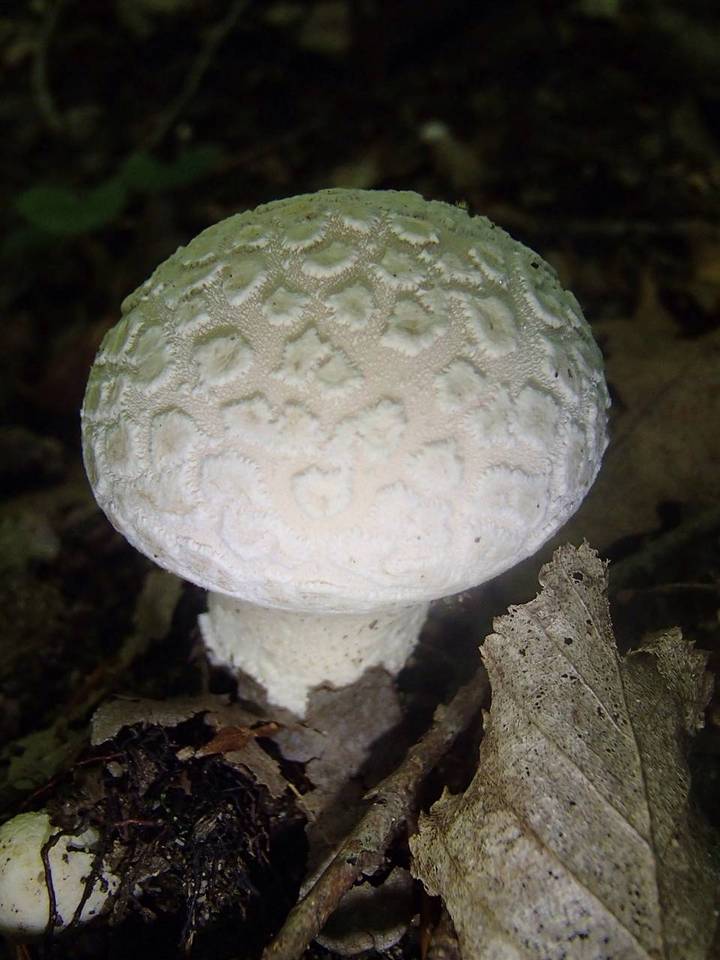Lycoperdon mammiforme image