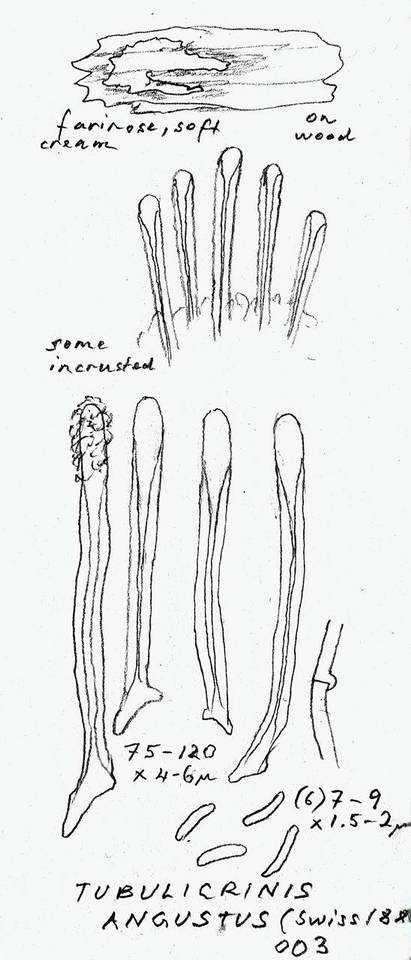Tubulicrinis angustus image