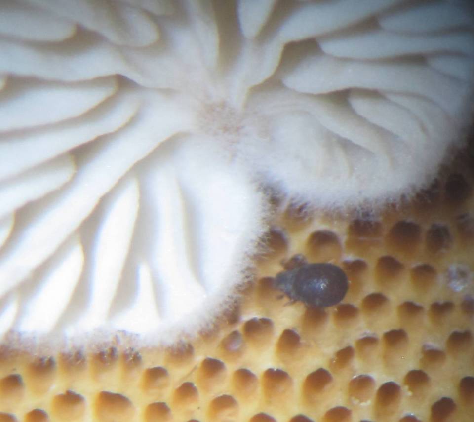 Entoloma parasiticum image