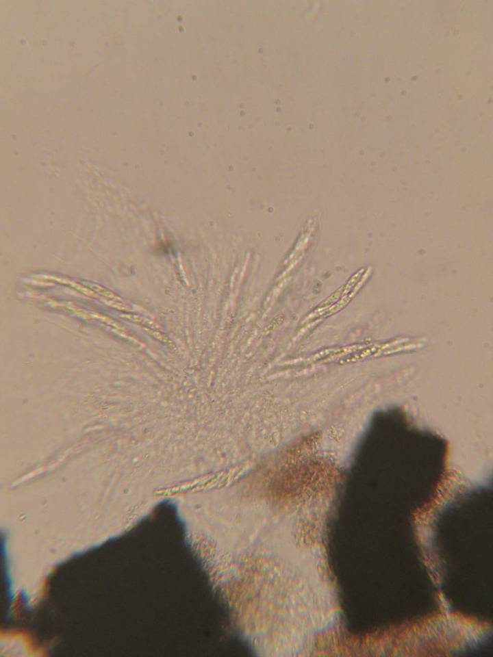 Chaetosphaeria ovoidea image