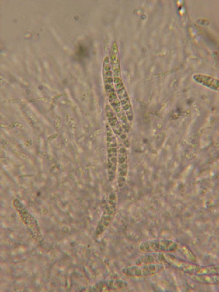 Chaetosphaeria ovoidea image