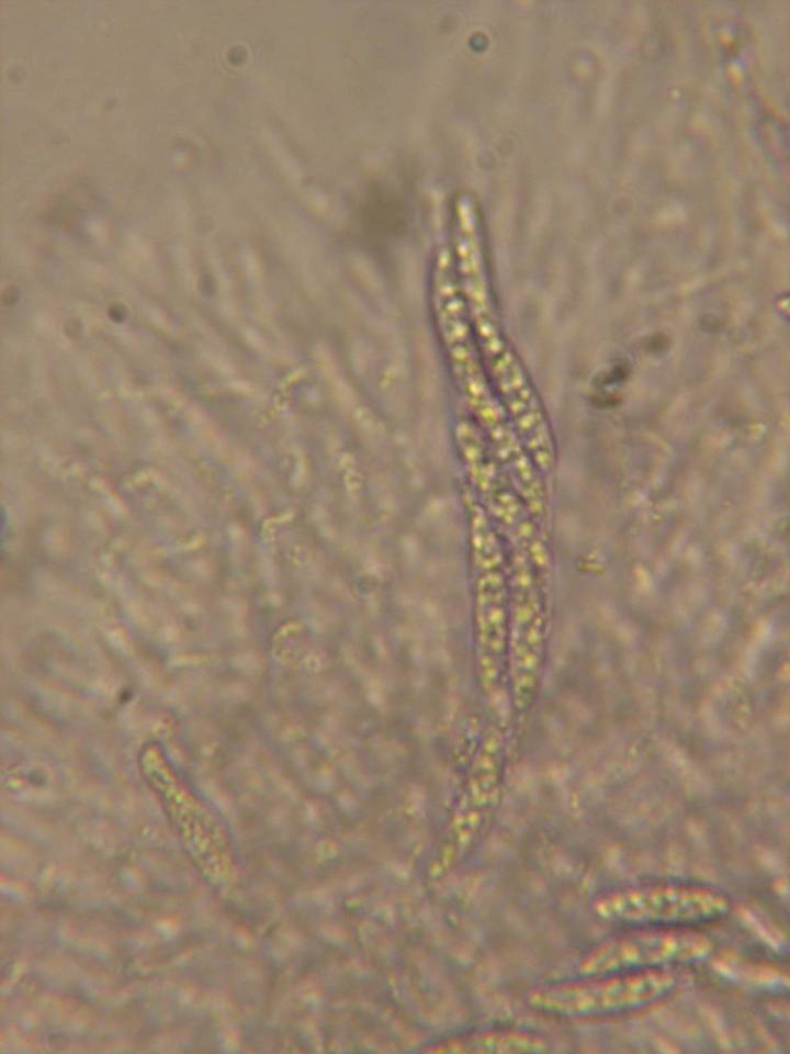 Chaetosphaeria ovoidea image