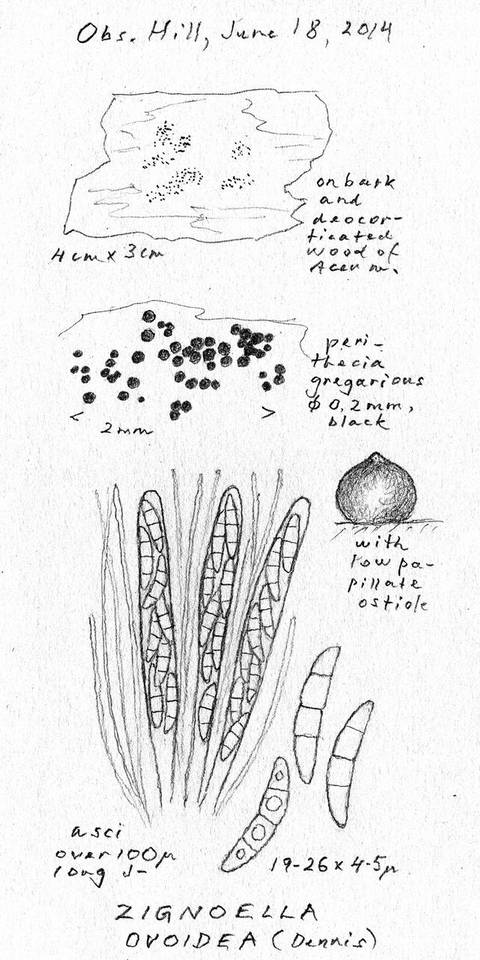 Chaetosphaeria ovoidea image
