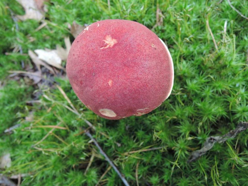 Boletus miniato-pallescens image