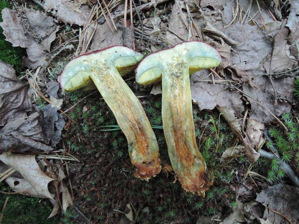 Boletus miniato-pallescens image
