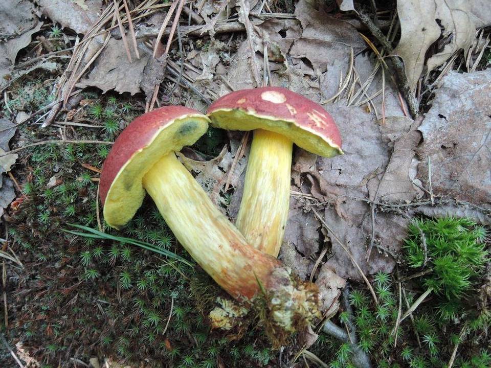 Boletus miniato-pallescens image