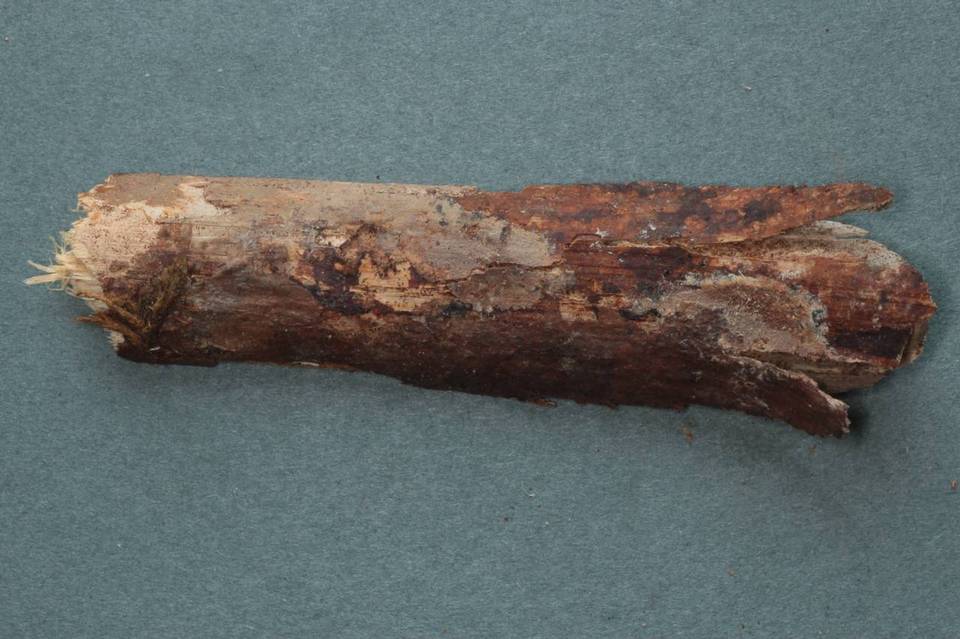 Mycoacia fuscoatra image