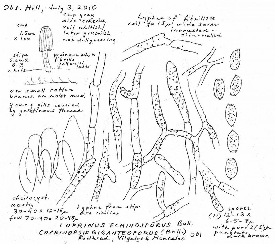 Coprinopsis echinospora image